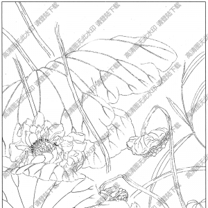 荷花线描画31高清大图下载