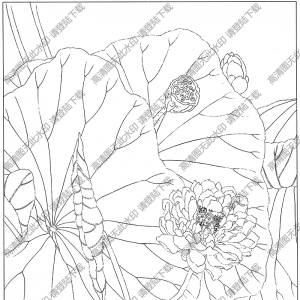 荷花线描画34高清大图下载