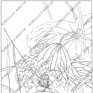 荷花线描画35高清大图下载