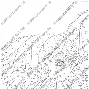 荷花线描画36高清大图下载