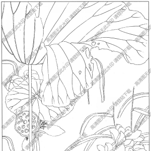 荷花白描线稿42高清图片下载