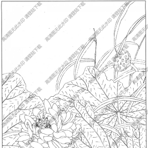 荷花白描线稿43高清图片下载