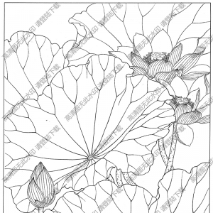 荷花白描线稿45高清图片下载