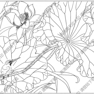 荷花白描线稿48高清图片下载