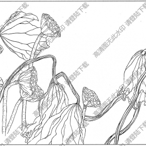 荷花白描线稿51高清图片下载