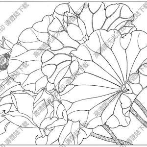 荷花白描线稿52高清图片下载