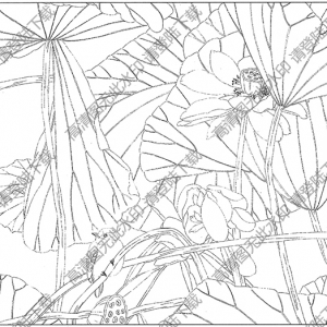 荷花白描线稿54高清图片下载