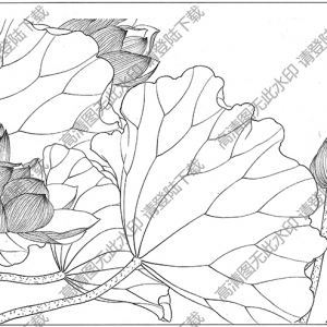 荷花白描线稿56高清图片下载