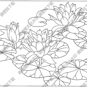 荷花白描线稿58高清图片下载