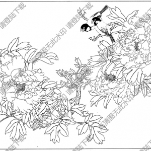 牡丹白描线稿57高清图片下载