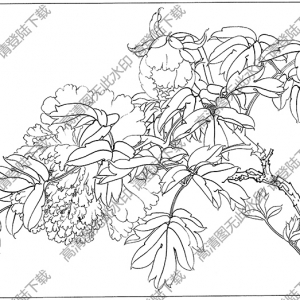 牡丹白描线稿59高清图片下载