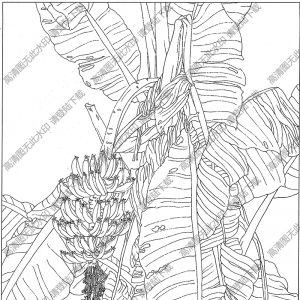 芭蕉白描图片1高清下载