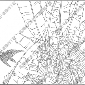 芭蕉白描图片3高清下载