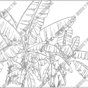 芭蕉白描图片5高清下载