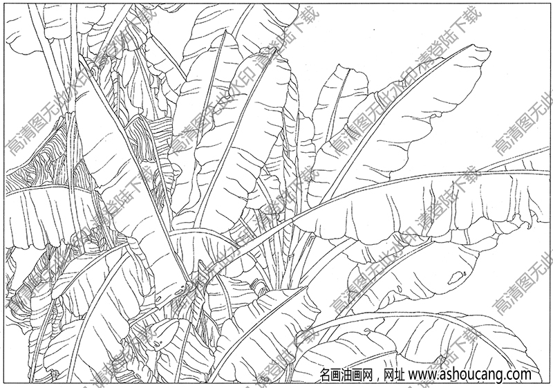 芭蕉白描图片6高清下载