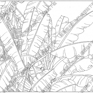 芭蕉白描图片6高清下载