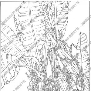 芭蕉线描画11高清大图下载