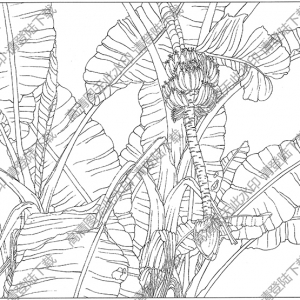 芭蕉线描画12高清大图下载