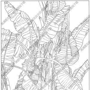 芭蕉线描画13高清大图下载