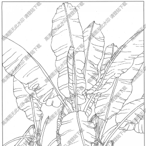 芭蕉线描画14高清大图下载