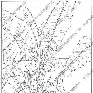 芭蕉线描画15高清大图下载