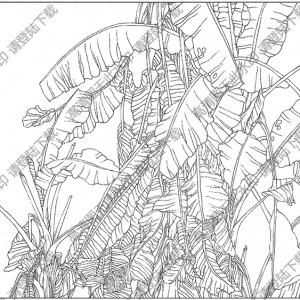 芭蕉线描画16高清大图下载