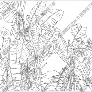 芭蕉线描画18高清大图下载