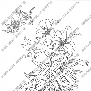 百合线描画15高清大图下载