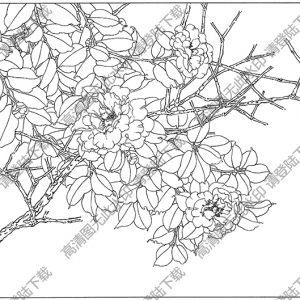 茶花白描线稿50高清图片下载