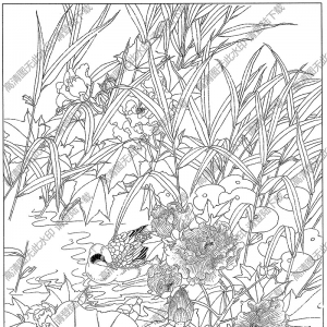 芙蓉白描图片3高清下载