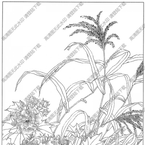 芙蓉线描画7高清大图下载