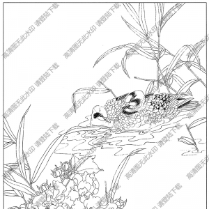 芙蓉线描画8高清大图下载