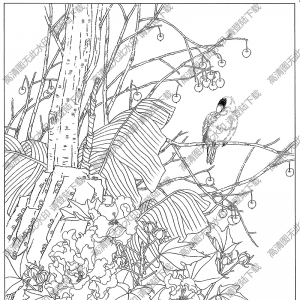 芙蓉线描画9高清大图下载