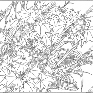 芙蓉线描画10高清大图下载