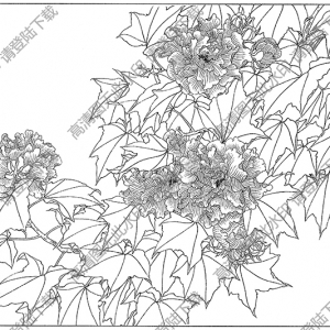 芙蓉线描画12高清大图下载