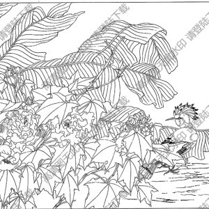 芙蓉白描线稿17高清图片下载