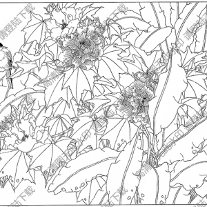 芙蓉白描线稿18高清图片下载