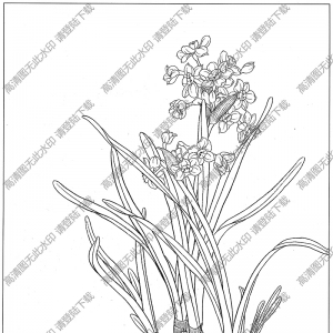 水仙花白描图片7高清下载