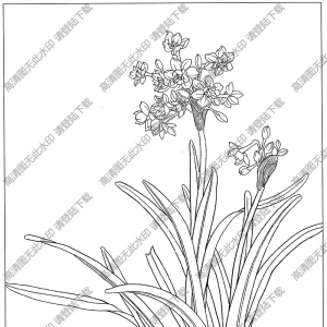 水仙花线描画11高清大图下载