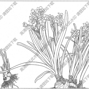 水仙花线描画12高清大图下载