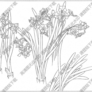 水仙花线描画14高清大图下载