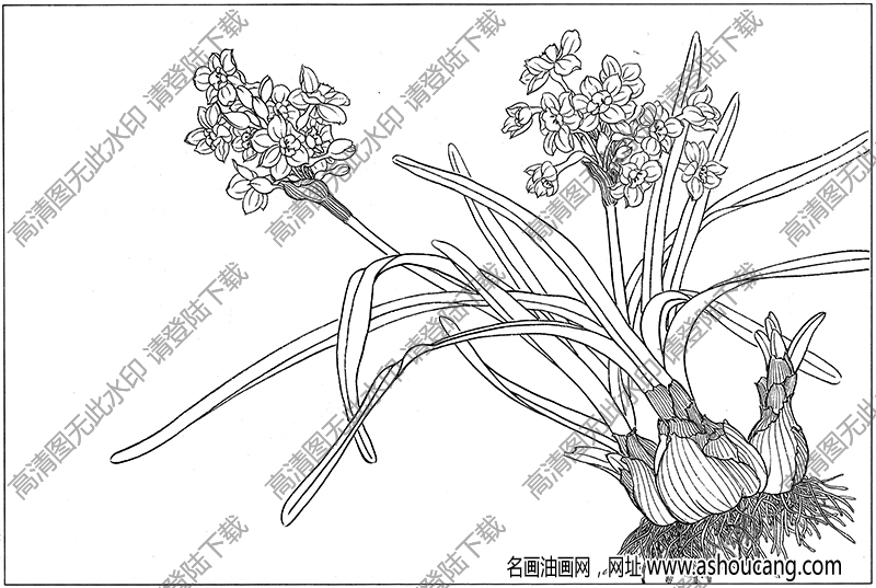 水仙花线描画15高清大图下载