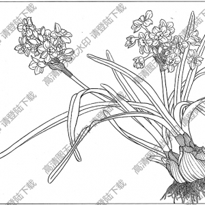 水仙花线描画15高清大图下载