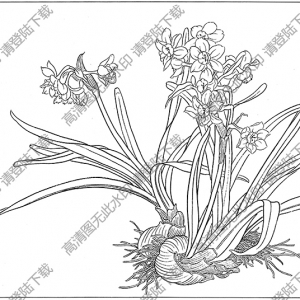 水仙花线描画16高清大图下载