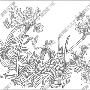 水仙花线描画17高清大图下载