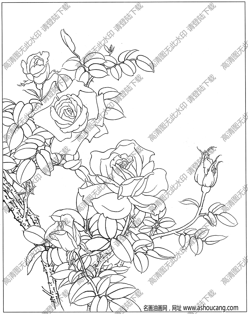 玫瑰花白描图片7高清下载