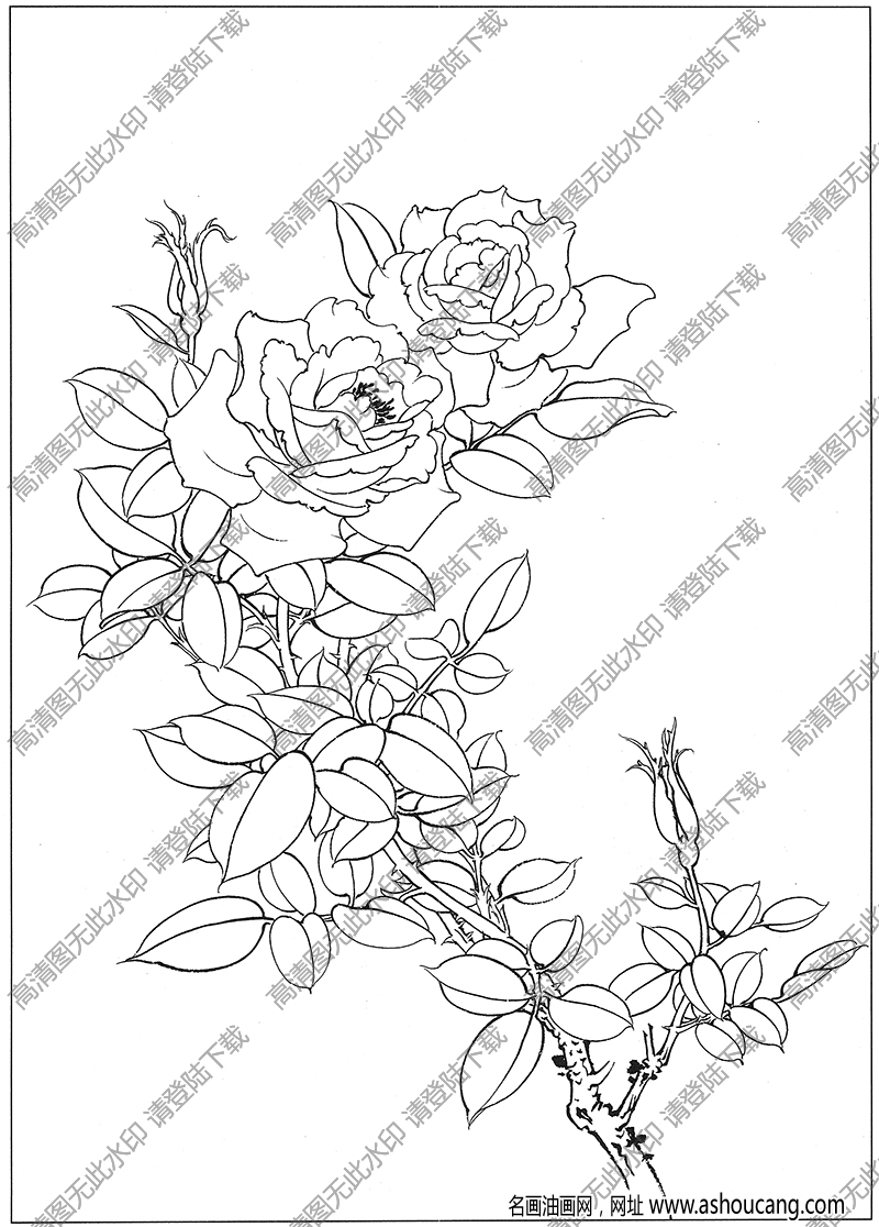 玫瑰白描线稿12高清图片下载