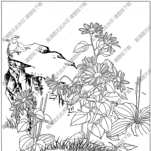 菊花白描图片2高清下载