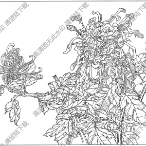 菊花白描线稿20高清图片下载