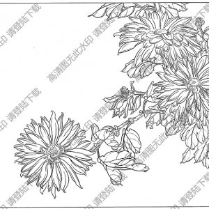 菊花白描线稿21高清图片下载